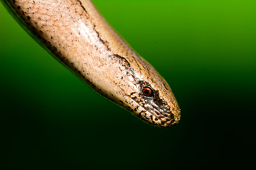 Snake Lizzard Reptile Blindschleiche