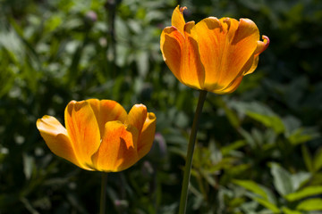 Fototapeta premium yellow tulips lit by the spring sun