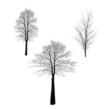 Three bare trees of black color. Trees with branches without leaves.