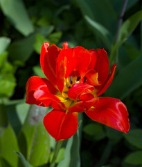 red tulips lit by the spring sun