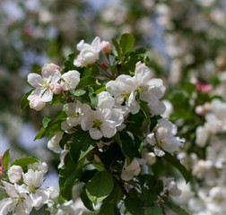  white cherry flowers close up