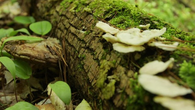 Mushroom hunting hiking in the forest woods in spring in Traverse City Northern Michigan adventure vacation trip catching rain wild fungus out of this world family