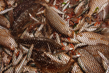 Various types wild fish. Freshly caught fish  in the Atlantic Ocean, Portugal. Wild fish in a fishing net. Selective focus and top view backgraund.