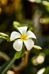 White tropical flower at outside 