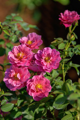 Fototapeta premium Beautiful pink (Aoi) rose in the garden