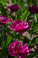 large maroon-red tulips close-up