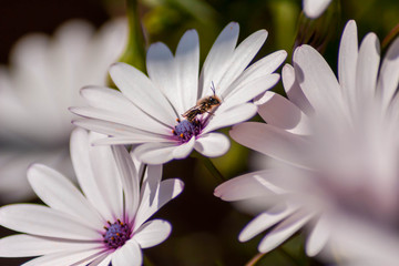 Obraz premium Abeja en margaritas