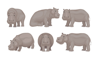 Huge African Hippo Sitting and Standing Vector Set