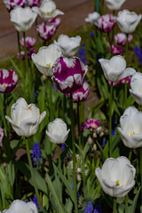 field with large bright multicolored tulips lit by the sun.