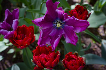 Fototapeta na wymiar red and purple tulips close up