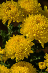 Close up yellow chrysanthemum for background
