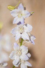 White Flower