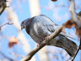 Fototapeta premium Bird
