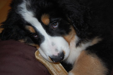 chiot bouvier bernois qui mange un os