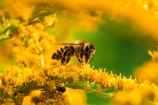 Honeybee Bee eeating nectar yellow flower summer
