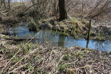  A stream flows in a forest among leafless shores in early spring.
