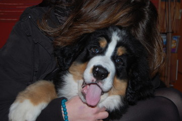 c&acirc;lien de chiot bouvier bernois