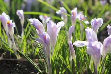  Delicate crocuses bloomed in the early spring in the garden