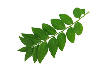 star gooseberry leaves isolated on white background. Isolated green leaves on white background.