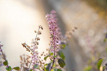 Holy basil, Sacred basil, Ocimum tenuiflorum or Ocimum sanctum. Thai basil with green leaves and small flowers.