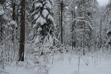 winter in a forest closed to chamonix (france) 