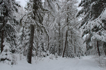 Fototapeta na wymiar winter in a forest closed to chamonix (france) 