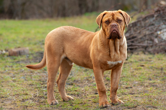 French Mastiff or Bordeaux Dog or Dogue de Bordeaux on natural background  Stock Photo | Adobe Stock