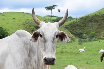 Nelore cattle in the pasture