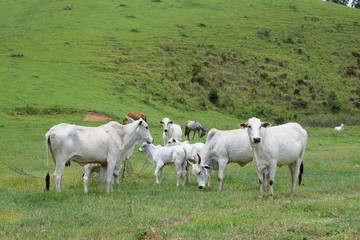 Fototapeta na wymiar Nelore cattle in the pasture