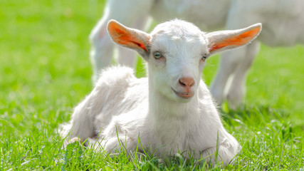Cute baby goat sitting on a green meadow