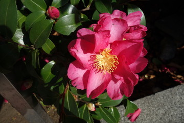 冬に咲いたピンクの山茶花の花