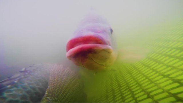 Underwater images of Tilapia fish inside a fish farm in San Luis Potosí Mexico