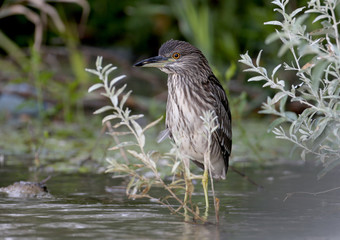A young night heron stands on the river bank and hides behind a bush