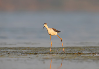 A young black-winged stilt (Himantopus himantopus) walks in shallow water in the soft morning light