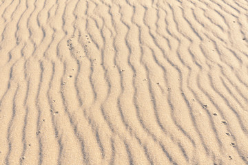 Traces of animals in the sand. Sand Texture. Background from brown sand. selective focus