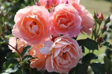 pink rose flower in the garden