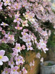 Clematis Wallflower