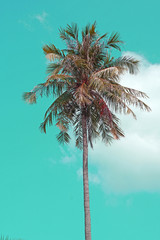 Nature scene of lonely coconut tree with blue sky background at phuket Thailand. - pastel patterns