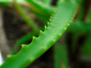 medicinal green aloe plant with thorns