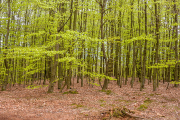 Misty spring beech forest in a nature reserve in southern Sweden. Selective focus