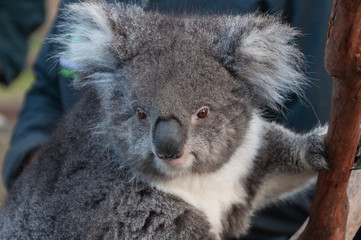 Close up of cute koala bear animal on a eucalyptus tree