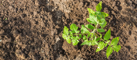 agriculture, gardening.Smart farming with , futuristic agriculture concept, cultivating ecological agricultural using innovative technologies