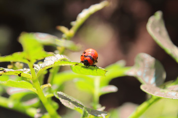 Colorado potato beetle eats potato leaves. Close-up. Background.
