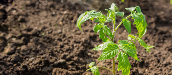 agriculture, gardening.Smart farming with , futuristic agriculture concept, cultivating ecological agricultural using innovative technologies