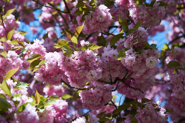 Cherry blossoms in full bloom