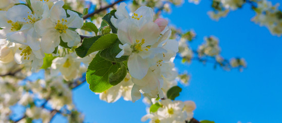 Branches of a flowering plant on a blue sky background. Beautiful floral nature spring abstract background. Banner for wedding, easter and spring cards with copy space.