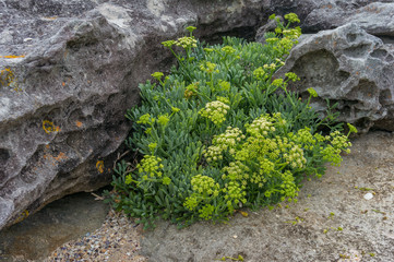 Small succulent plant with clusters of yellow flowers growing on rock surface