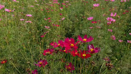 Obraz na płótnie Canvas Close up of the beautiful pink cosmos in the flower meadow