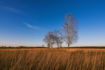 Fototapeta premium three birches in a field with dry grass in autumn