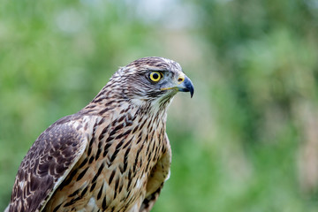 Wild goshawk